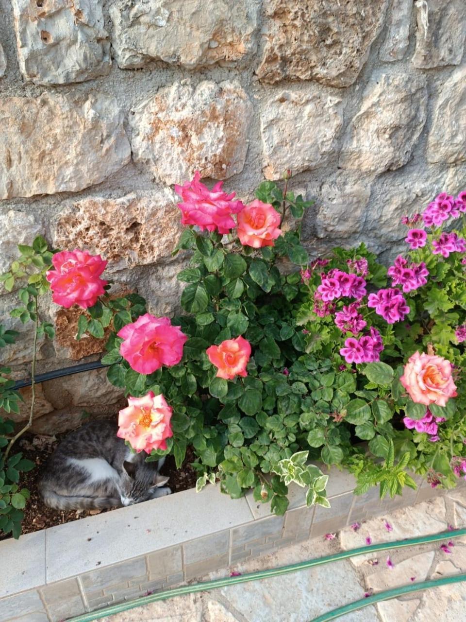 Vuno Vila Aleks מראה חיצוני תמונה